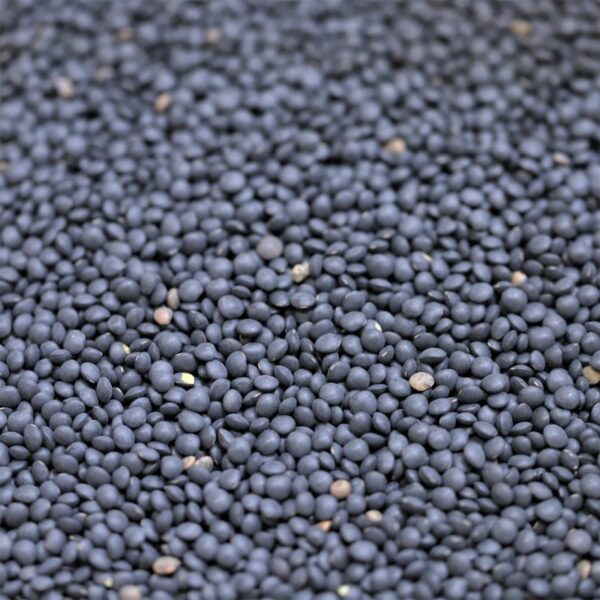 Black Beluga Lentils