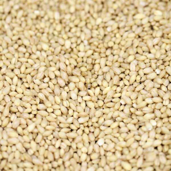 Pearl Barley