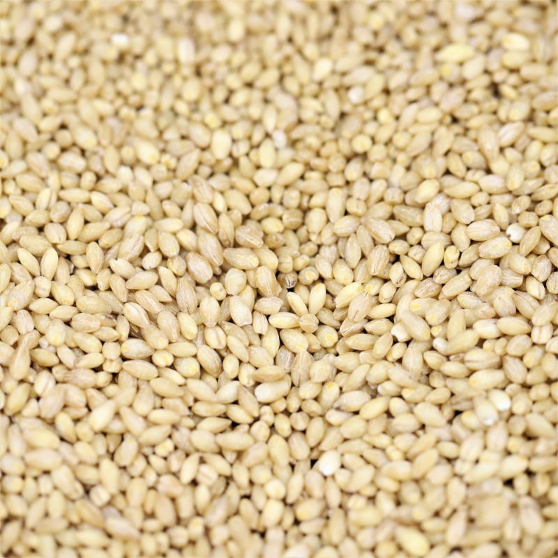 Pearl Barley