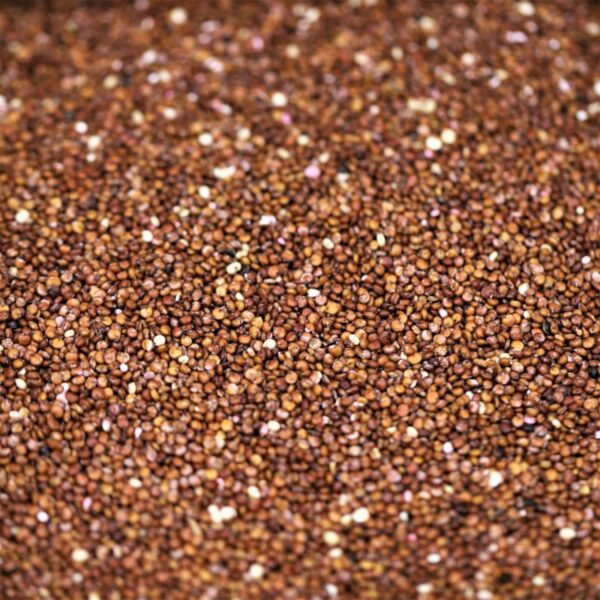 Quinoa Red (UK)