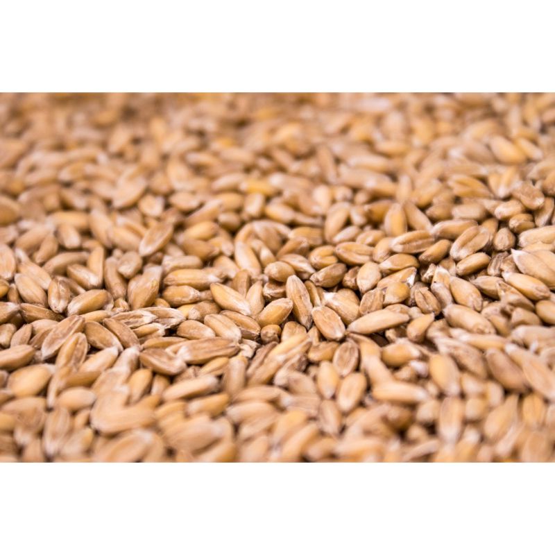 Spelt Grain